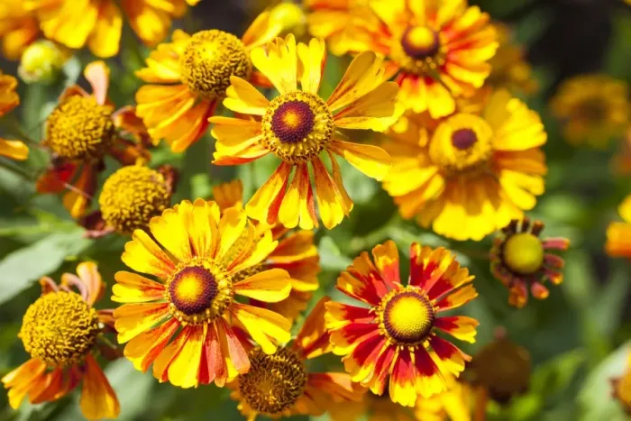 Framed Print : Sneezeweed -Helenium-, flowers, yellow and orange, Germany Framed Print : Sneezeweed -Helenium-, flowers, yellow and orange, Germany