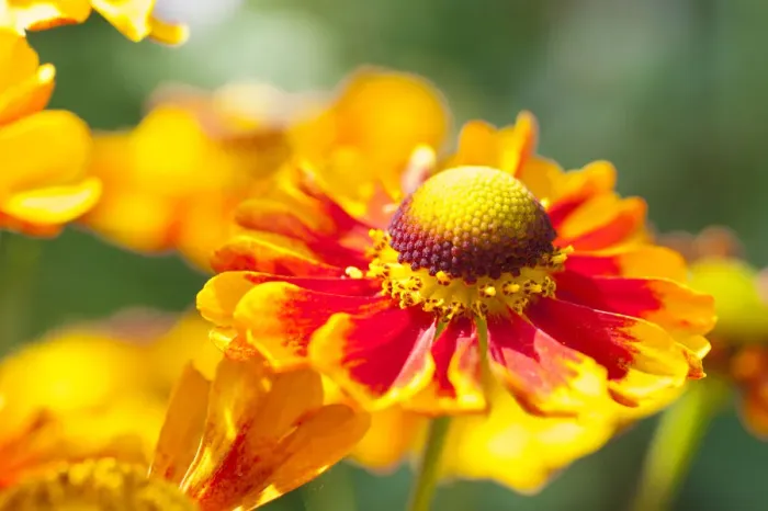 Framed Print : Sneezeweed -Helenium-, flowers, yellow and orange, Saxony, Germany Framed Print : Sneezeweed -Helenium-, flowers, yellow and orange, Saxony, Germany