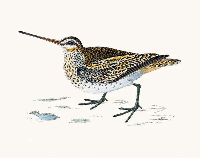 Framed Print : Snipe bird Framed Print : Snipe bird