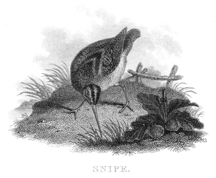 Framed Print : Snipe engraving 1812 Framed Print : Snipe engraving 1812