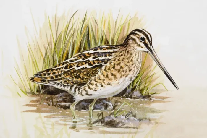 Framed Print : Snipe (Gallinago gallinago), wading in water, side view Framed Print : Snipe (Gallinago gallinago), wading in water, side view