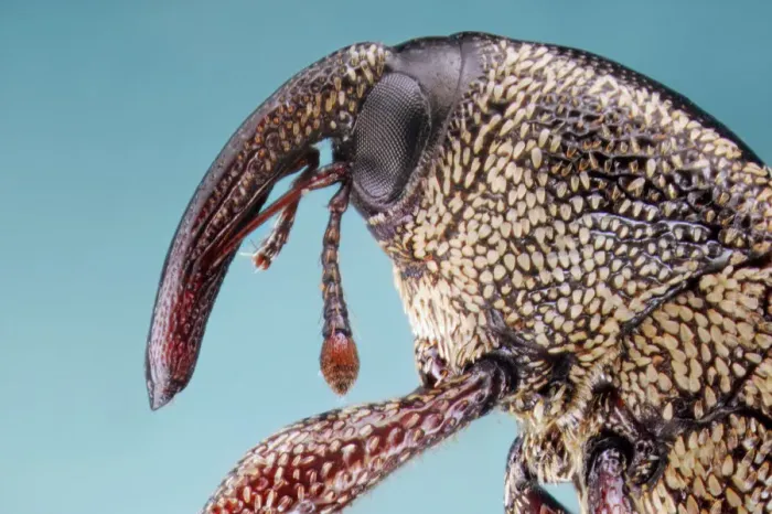 Framed Print : Snout Weevil