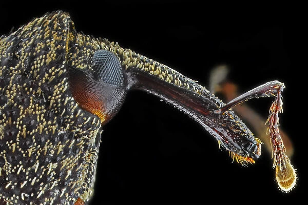 Snout Weevil