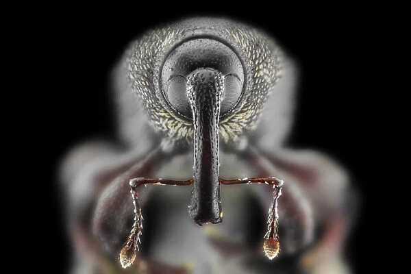 Snout Weevil (Perapion curtirostre)