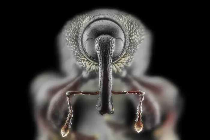 Framed Print : Snout Weevil (Perapion curtirostre) Framed Print : Snout Weevil (Perapion curtirostre)