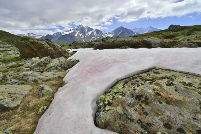 Framed Print : Snow Alga or Snow Algae -Chlamydomonas nivalis-, Kaunergrat Range at the back, Seeles See lake, Kaunertal Valley, Tyrol, Austria Framed Print : Snow Alga or Snow Algae -Chlamydomonas nivalis-, Kaunergrat Range at the back, Seeles See lake, Kaunertal Valley, Tyrol, Austria