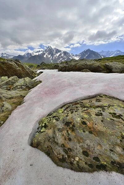 Snow Alga or Snow Algae -Chlamydomonas nivalis-, Kaunergrat Range at the back, Seeles See lake, Kaunertal Valley, Tyrol, Austria