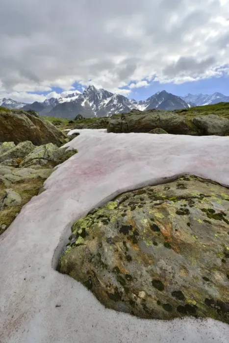 Framed Print : Snow Alga or Snow Algae -Chlamydomonas nivalis-, Kaunergrat Range at the back, Seeles See lake, Kaunertal Valley, Tyrol, Austria Framed Print : Snow Alga or Snow Algae -Chlamydomonas nivalis-, Kaunergrat Range at the back, Seeles See lake, Kaunertal Valley, Tyrol, Austria