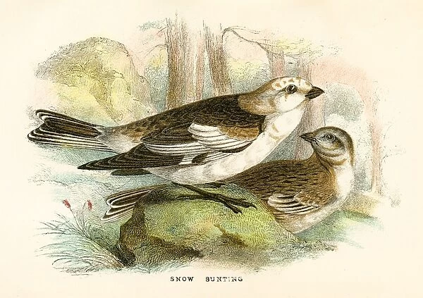 Snow bunting birds engraving 1896