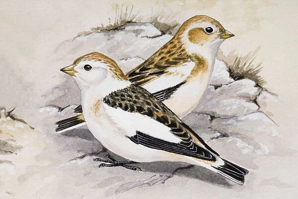 Snow bunting (Plectrophenax nivalis), two birds sitting side by side, side view