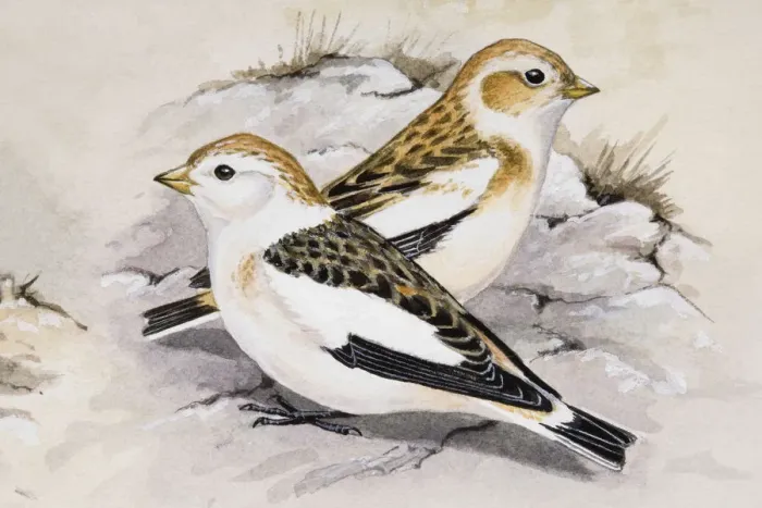 Framed Print : Snow bunting (Plectrophenax nivalis), two birds sitting side by side, side view Framed Print : Snow bunting (Plectrophenax nivalis), two birds sitting side by side, side view