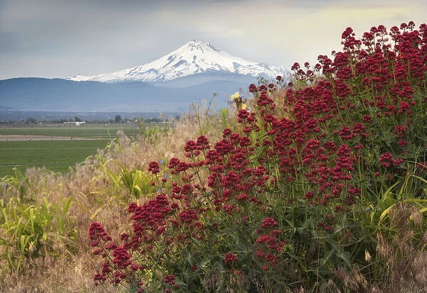 Snow-capped Mt. Jefferson rising majestically behind some red wildflowers, Oregon, USA