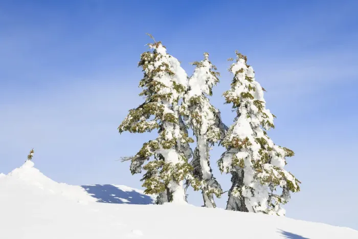 Framed Print : Snow-capped trees on sunny day, Mt, Washington Ski Resort bordering Strathcona Provincial Park, Vancouver Island, British Columbia, Canada