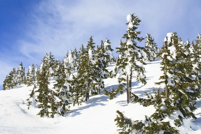 Framed Print : Snow-capped trees on sunny day, Mt, Washington Ski Resort bordering Strathcona Provincial Park, Vancouver Island, British Columbia, Canada Framed Print : Snow-capped trees on sunny day, Mt, Washington Ski Resort bordering Strathcona Provincial Park, Vancouver Island, British Columbia, Canada