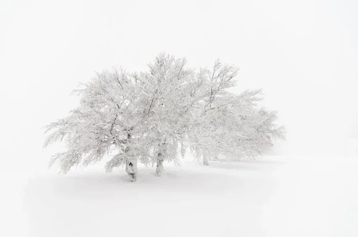 Framed Print : Snow-covered beeches on Mt. Schauinsland, Southern Black Forest, Black Forest, Baden-Wuerttemberg, Germany, Europe Framed Print : Snow-covered beeches on Mt. Schauinsland, Southern Black Forest, Black Forest, Baden-Wuerttemberg, Germany, Europe
