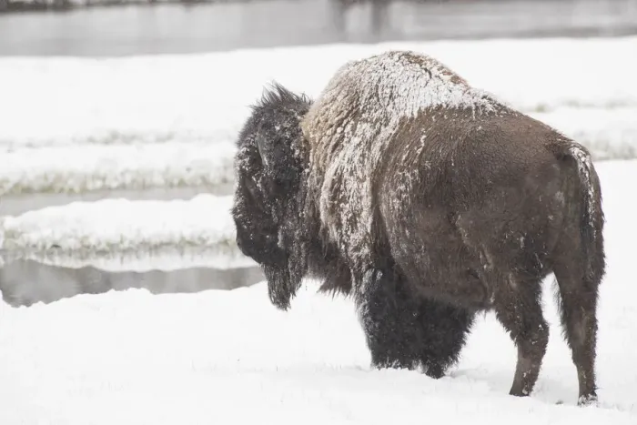 Framed Print : Snow covered Bison Framed Print : Snow covered Bison