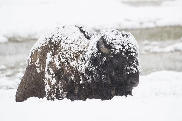 Snow covered Bison