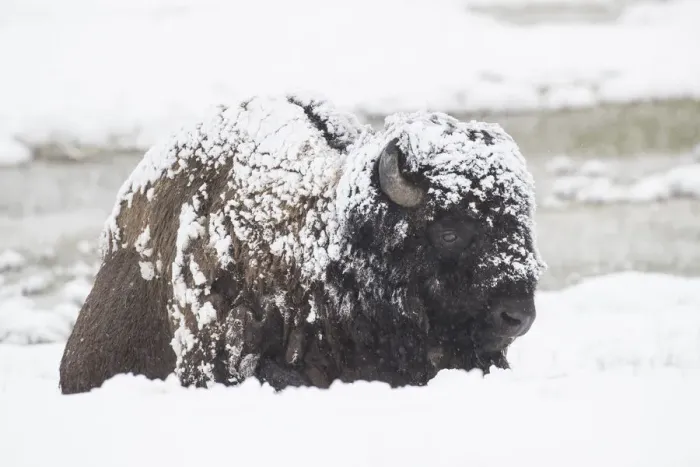 Framed Print : Snow covered Bison Framed Print : Snow covered Bison