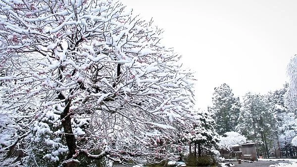 Snow covered cherry blossom tree with red blossoms