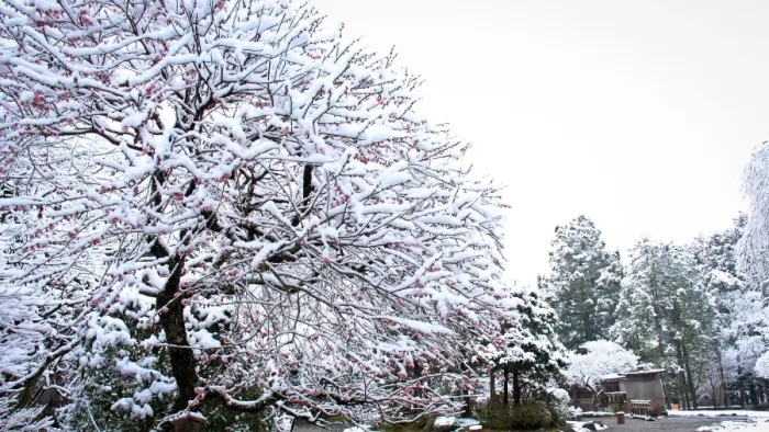 Framed Print : Snow covered cherry blossom tree with red blossoms Framed Print : Snow covered cherry blossom tree with red blossoms