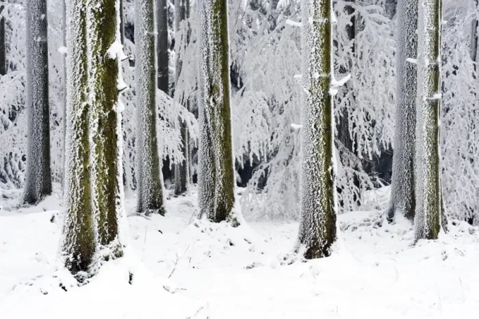 Framed Print : Snow-covered coniferous forest, Lindenberg, Switzerland, Europe Framed Print : Snow-covered coniferous forest, Lindenberg, Switzerland, Europe
