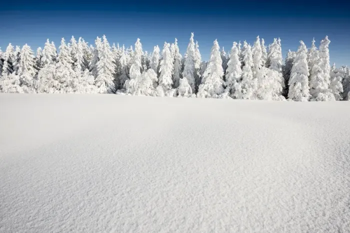 Framed Print : Snow-covered Firs -Abies sp. -, Mt Schauinsland, Freiburg im Breisgau, Black Forest, Baden-Wurttemberg, Germany Framed Print : Snow-covered Firs -Abies sp. -, Mt Schauinsland, Freiburg im Breisgau, Black Forest, Baden-Wurttemberg, Germany