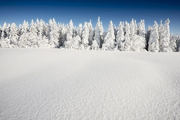 Snow-covered Firs -Abies sp. -, Mt Schauinsland, Freiburg im Breisgau, Black Forest, Baden-Wurttemberg, Germany