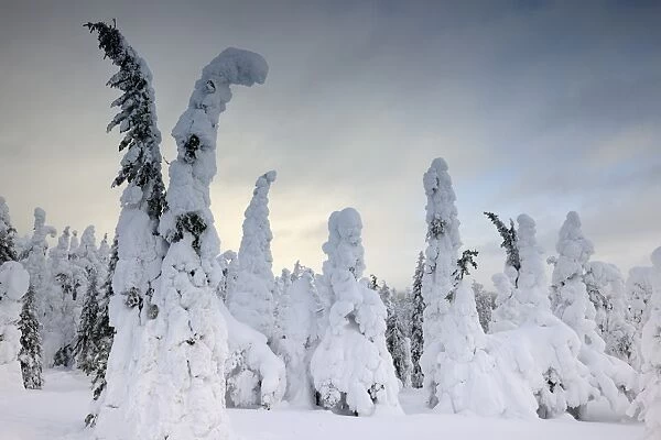 Snow covered mountain pines in a winter storm in Rukatunturi, Kuusamo, Lapland, Finland