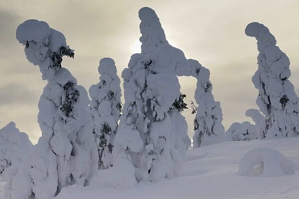 Snow covered mountain pines in a winter storm in Rukatunturi, Kuusamo, Lapland, Finland