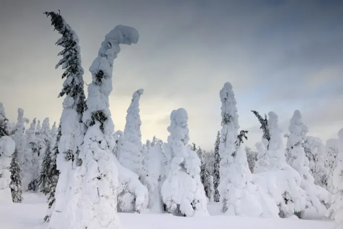 Framed Print : Snow covered mountain pines in a winter storm in Rukatunturi, Kuusamo, Lapland, Finland