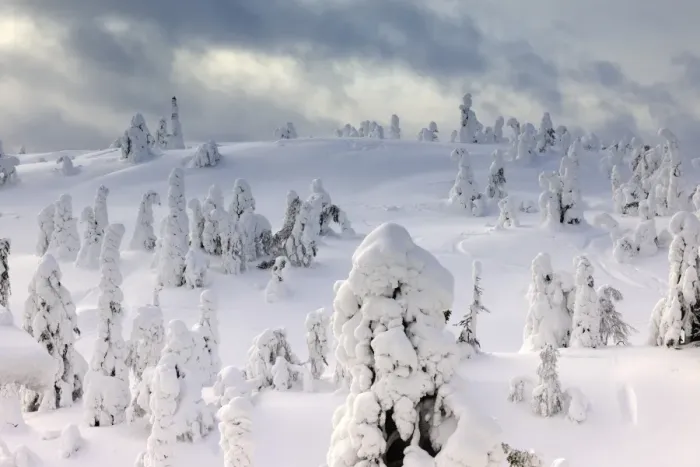 Framed Print : Snow covered mountain pines in a winter storm in Rukatunturi, Kuusamo, Lapland, Finland