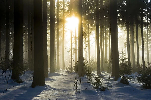 Snow-covered pine forest with sun, Black Forest, Baden-Wuerttemberg, Germany, Europe
