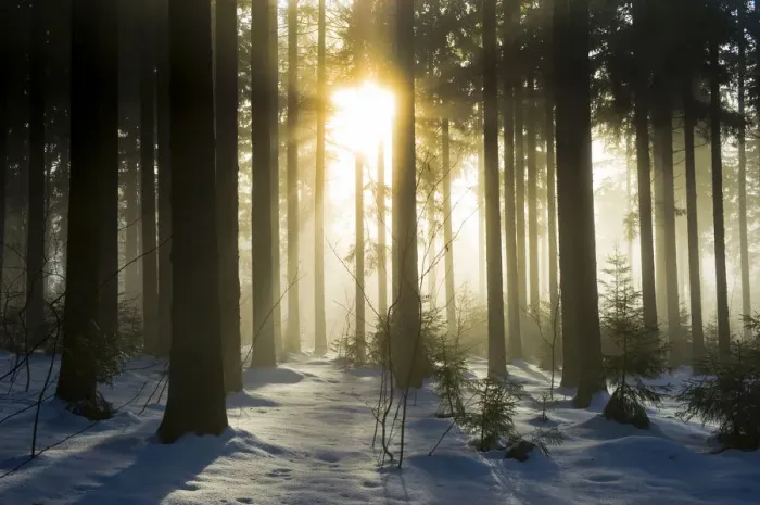 Framed Print : Snow-covered pine forest with sun, Black Forest, Baden-Wuerttemberg, Germany, Europe Framed Print : Snow-covered pine forest with sun, Black Forest, Baden-Wuerttemberg, Germany, Europe