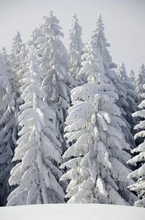 Framed Print : Snow-covered pine trees, Spruces -Picea abies- in a winter forest, near Elbach, Leitzachtal, Bavaria, Germany, Europe Framed Print : Snow-covered pine trees, Spruces -Picea abies- in a winter forest, near Elbach, Leitzachtal, Bavaria, Germany, Europe
