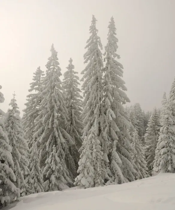 Framed Print : Snow-covered pine trees, Spruces -Picea abies- in a winter forest, near Elbach, Leitzachtal, Bavaria, Germany, Europe Framed Print : Snow-covered pine trees, Spruces -Picea abies- in a winter forest, near Elbach, Leitzachtal, Bavaria, Germany, Europe