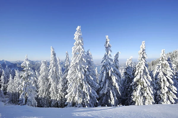 Snow-covered pines on Mt. Wallberg, Upper Bavaria, Bavaria, Germany, Europe