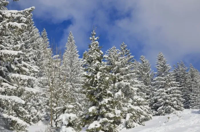Framed Print : Snow-covered spruce trees -Picea abies-, Leitzachtal, bei Elbach, Upper Bavaria, Bavaria, Germany