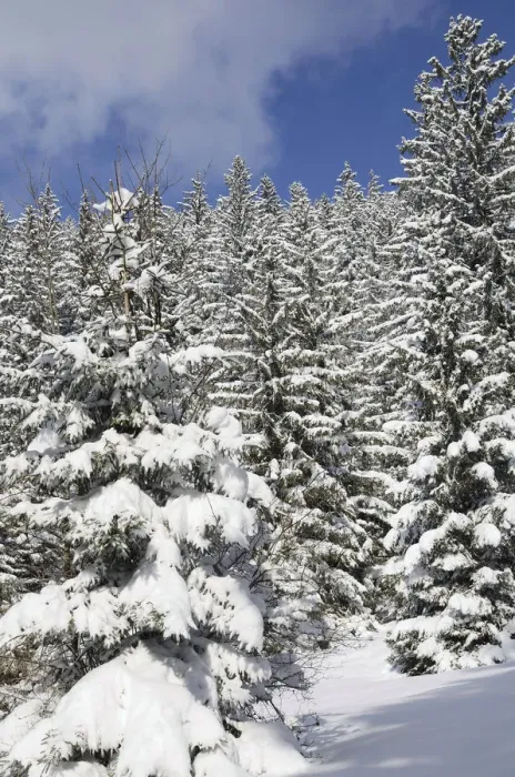 Framed Print : Snow-covered spruce trees -Picea abies-, Leitzachtal, bei Elbach, Upper Bavaria, Bavaria, Germany