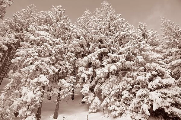 Snow-covered spruce trees -Picea abies-, Leitzachtal, bei Elbach, Upper Bavaria, Bavaria, Germany