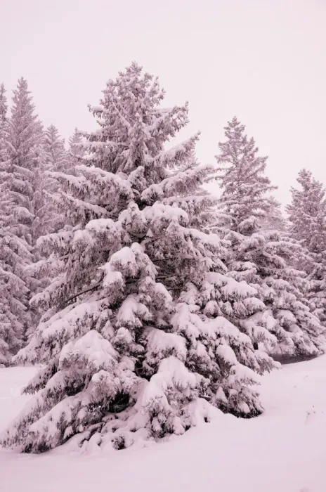 Framed Print : Snow-covered spruce trees -Picea abies-, Leitzachtal, bei Elbach, Upper Bavaria, Bavaria, Germany