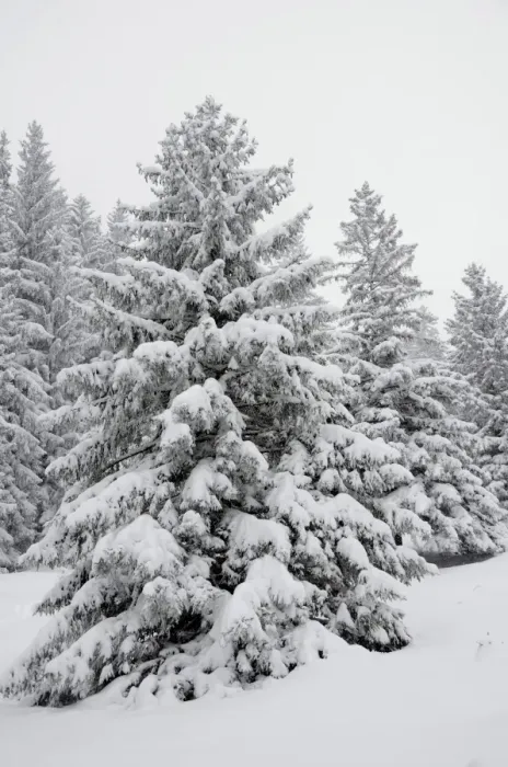 Framed Print : Snow-covered spruce trees -Picea abies-, Leitzachtal, bei Elbach, Upper Bavaria, Bavaria, Germany