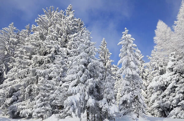 Snow-covered spruce trees -Picea abies- and larch trees -Laryx decidua-, Leitzachtal, bei Elbach, Upper Bavaria, Bavaria, Germany