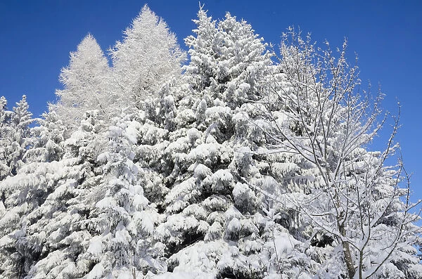 Snow-covered spruce trees -Picea abies- and larch trees -Laryx decidua-, Leitzachtal, bei Elbach, Upper Bavaria, Bavaria, Germany