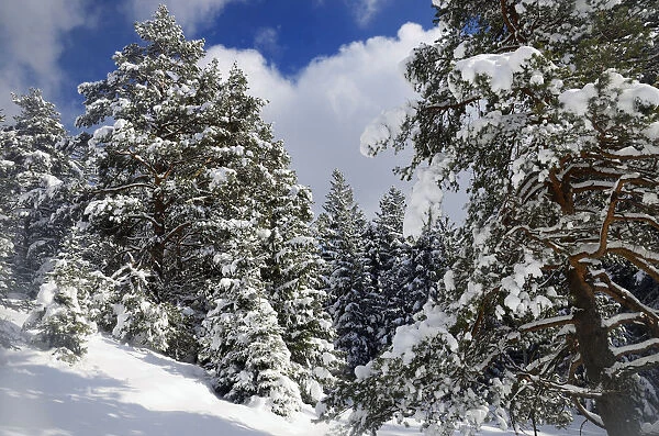 Snow-covered spruce trees -Picea abies- and pine trees -Pinus sylvestris- in a mountain forest, Leitzachtal, bei Elbach, Upper Bavaria, Bavaria, Germany