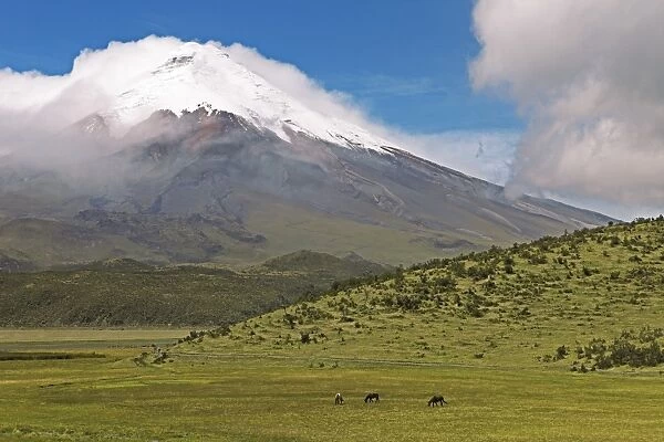 Snow-covered summit of Cotopaxi volcano rises from a cloud cover, Cotopaxi National Park, Cotopaxi Province, Ecuador
