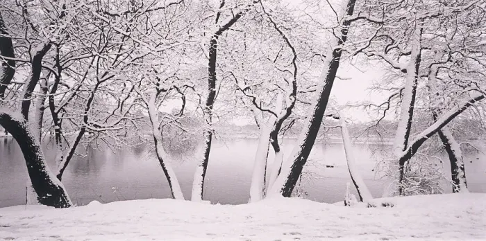 Framed Print : Snow covered trees Framed Print : Snow covered trees
