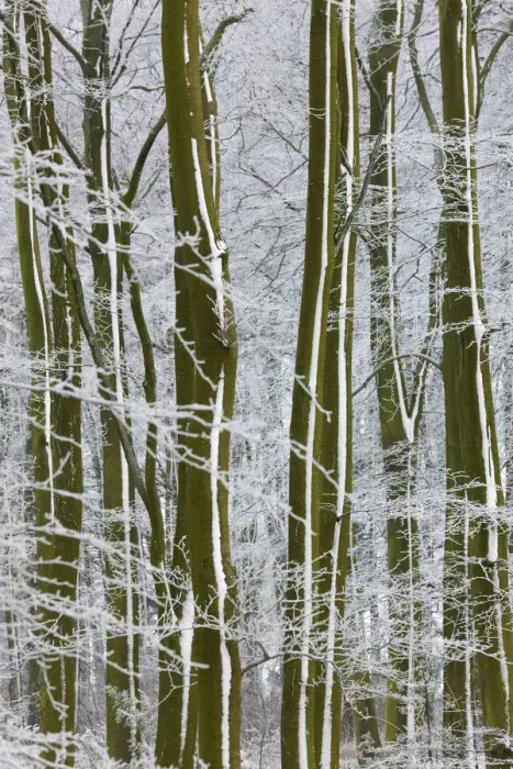 Framed Print : Snow Covered Trees In English Woodland Framed Print : Snow Covered Trees In English Woodland