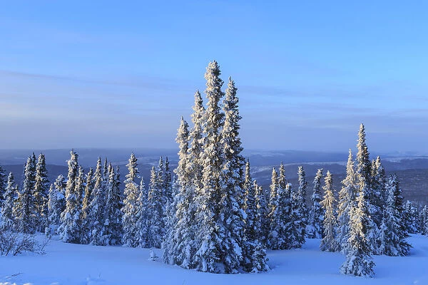 Snow covered trees and hills near Fairbanks, Alaska, USA