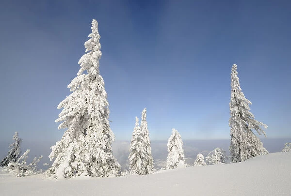 Snow-covered trees on the ridge of Mt. Unterberg, Lower Austria, Austria, Europe