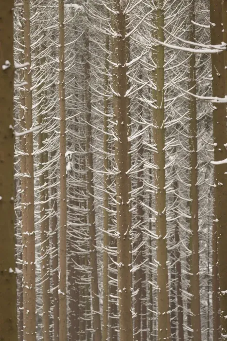 Framed Print : Snow-covered trunks of Spruce -Picea-, pine forest, Bergisches Land, North Rhine-Westphalia, Germany Framed Print : Snow-covered trunks of Spruce -Picea-, pine forest, Bergisches Land, North Rhine-Westphalia, Germany